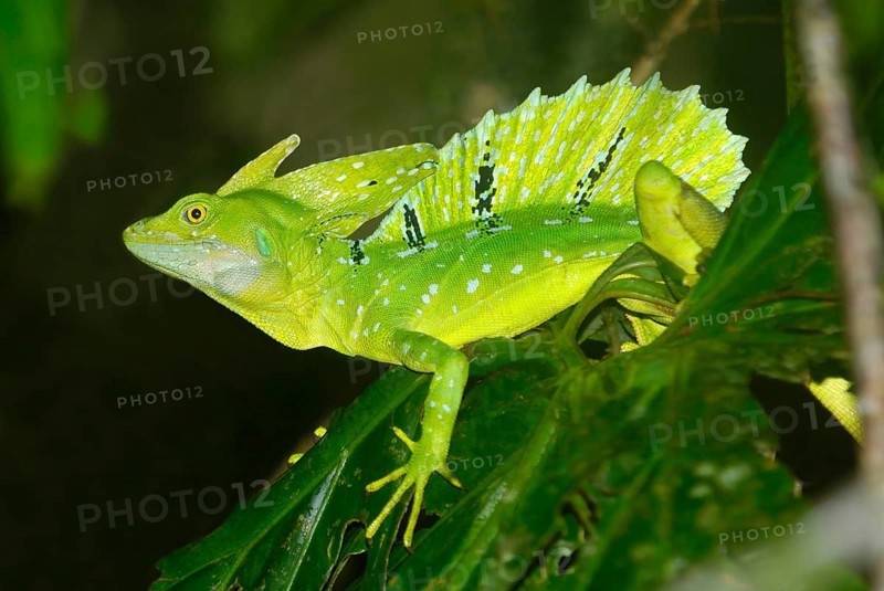 Plumed Basilisk