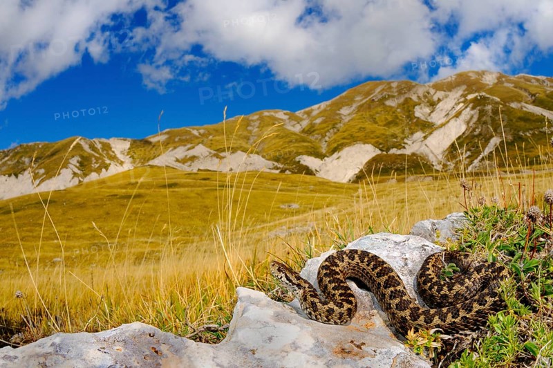 Orsini's Viper