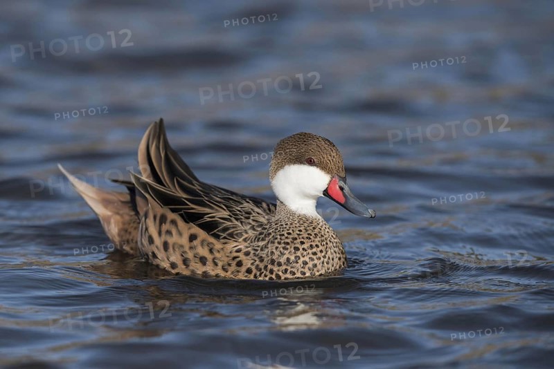 Red-billed Teal