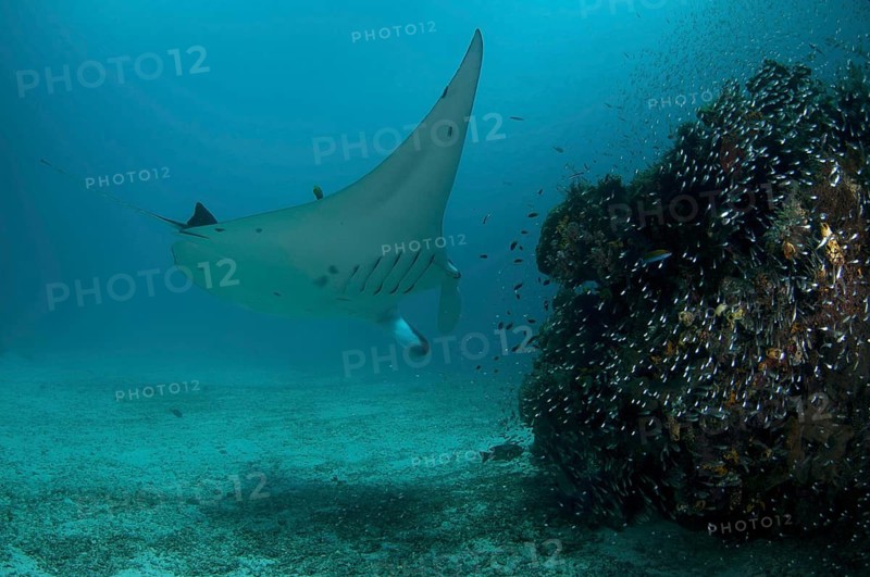 Reef manta ray