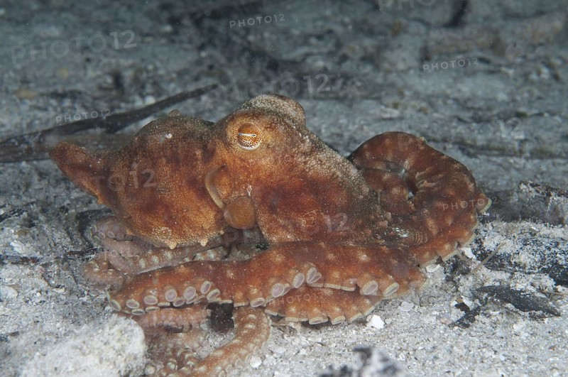 Starry night octopus