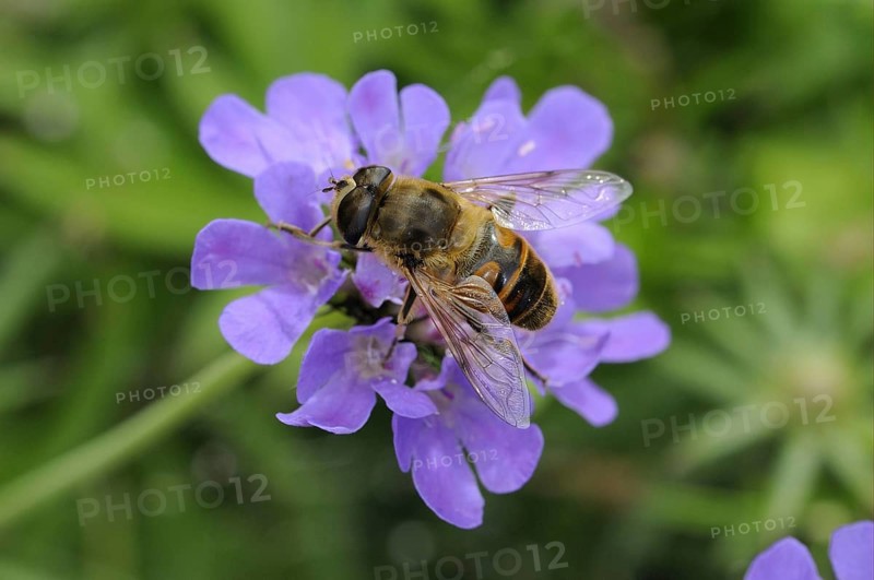 Eristalis interrupta