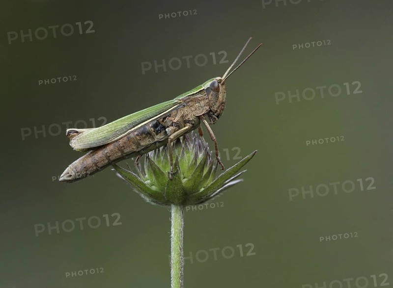 Small lesser marsh grasshopper