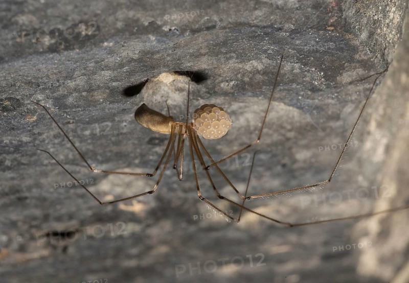 Daddy-long-legs Spider