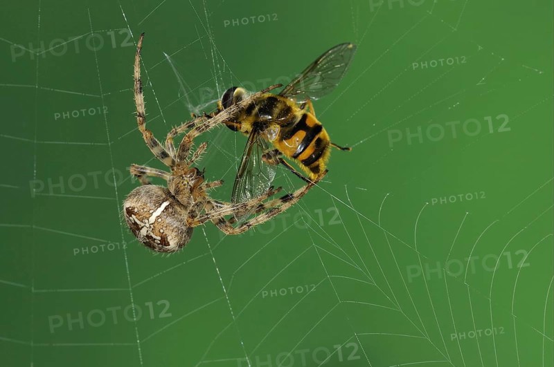 Garden cross spider