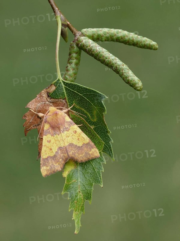Adult barred sallow