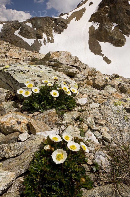 Glacier Crowfoot