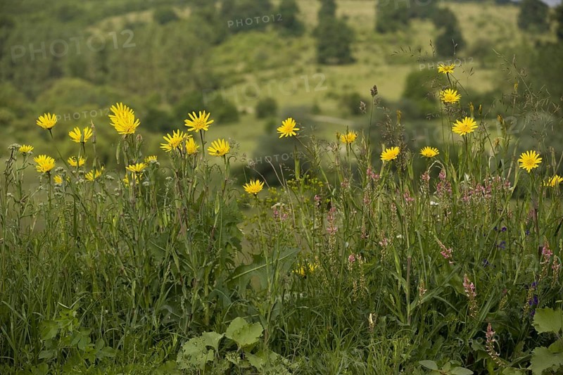 Eastern Goatsbeard