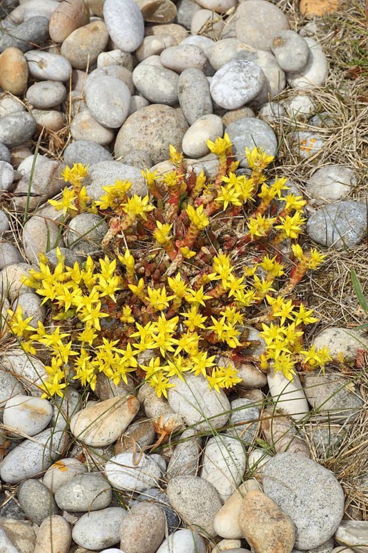 Biting Stonecrop