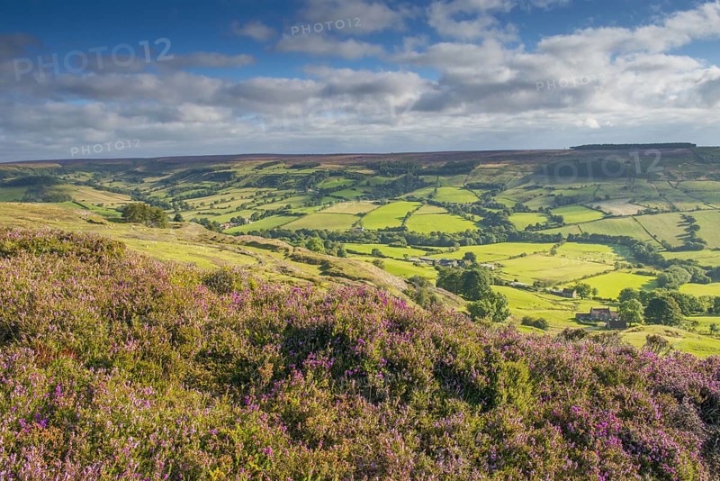 Moorland outcrop with flowering Common Heather