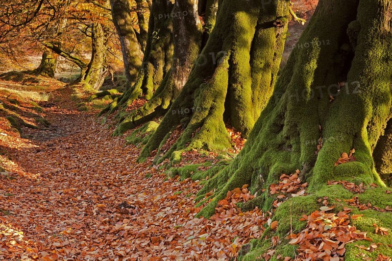Common beech