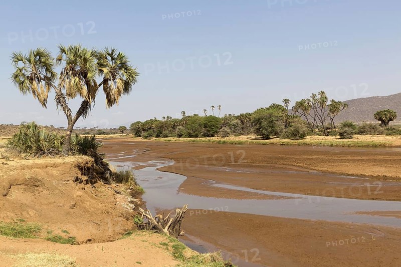 View of an almost dry river in a semi-desert dry savannah habitat with the Doum palm