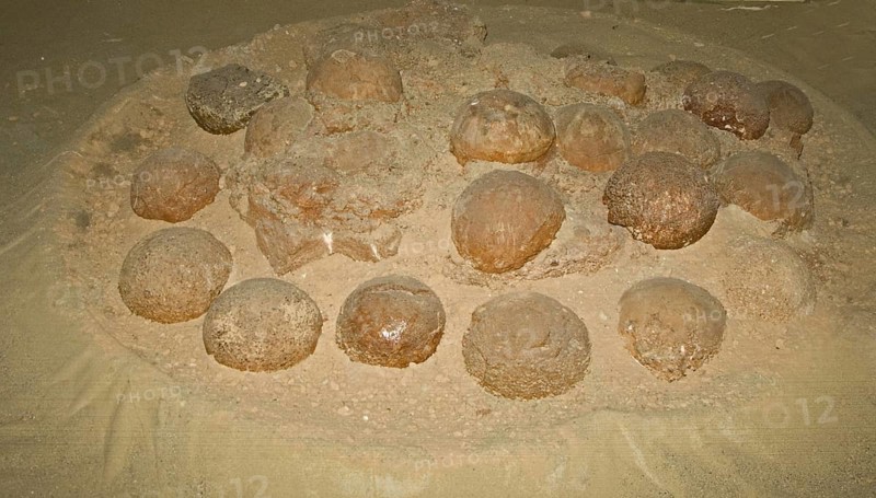 Petrified dinosaur nest with eggs