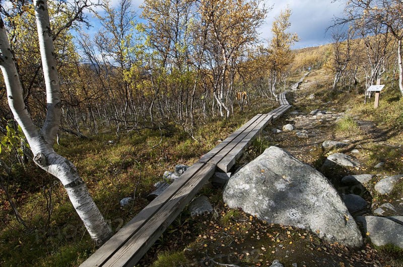 Boardwalk leading through birch forest to summit of fell