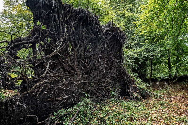 Uprooted copper beech