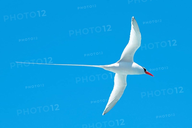 Red-billed Tropic Bird