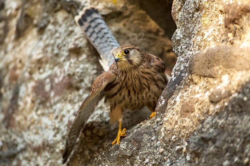 European Kestrel