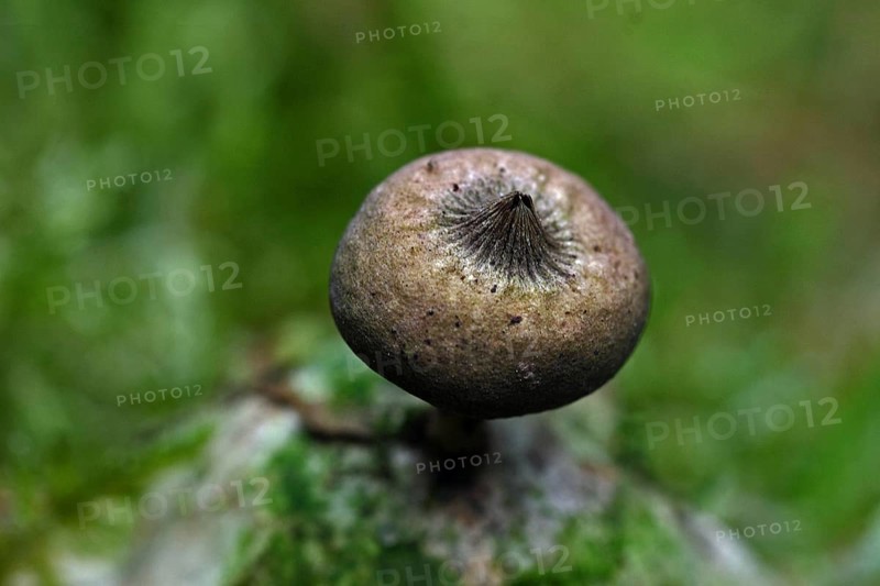 Comb earth star