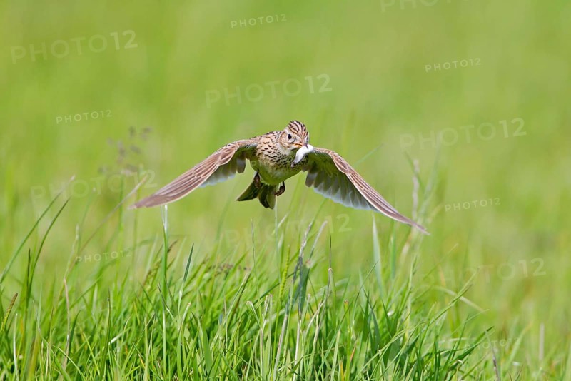 Skylark