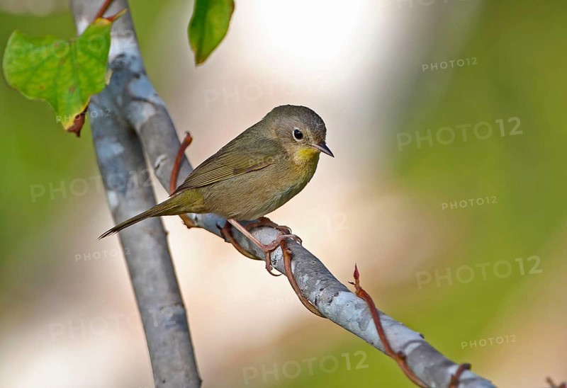 Yellow-headed warbler