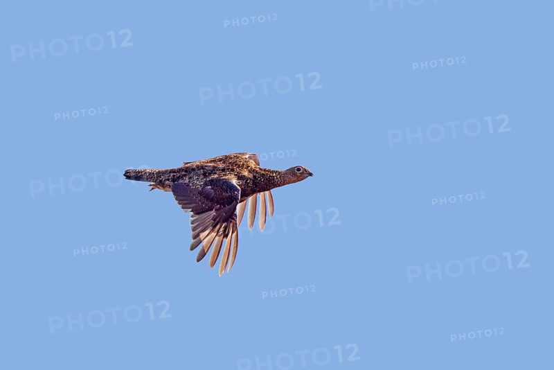 Scottish Grouse