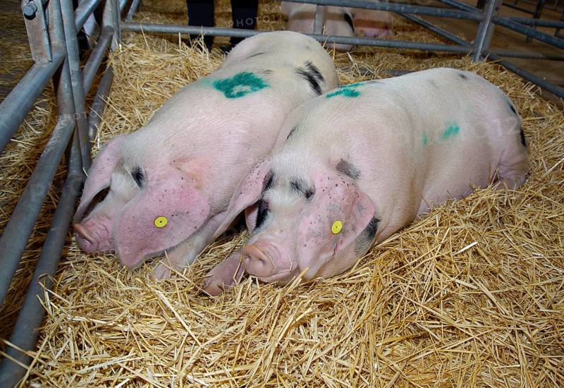 Domestic Pig