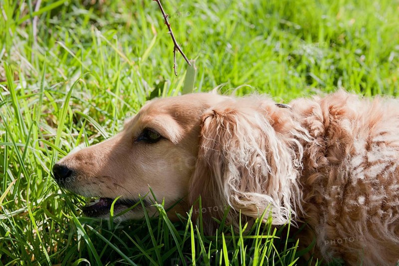 Domestic dog