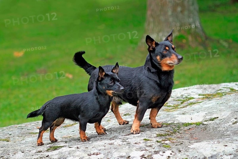 Domestic dog