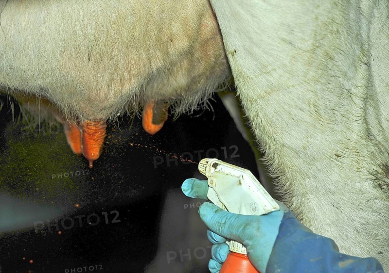 Domestic cattle