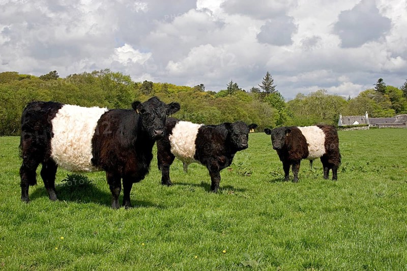 Domestic cattle
