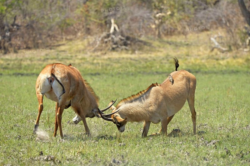 Roan Antelope