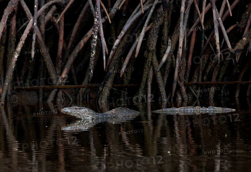 Southeast Asian water monitor