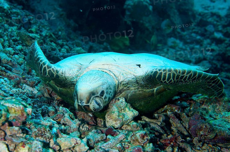Green Turtle