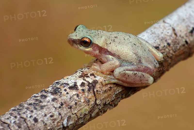 Treefrog