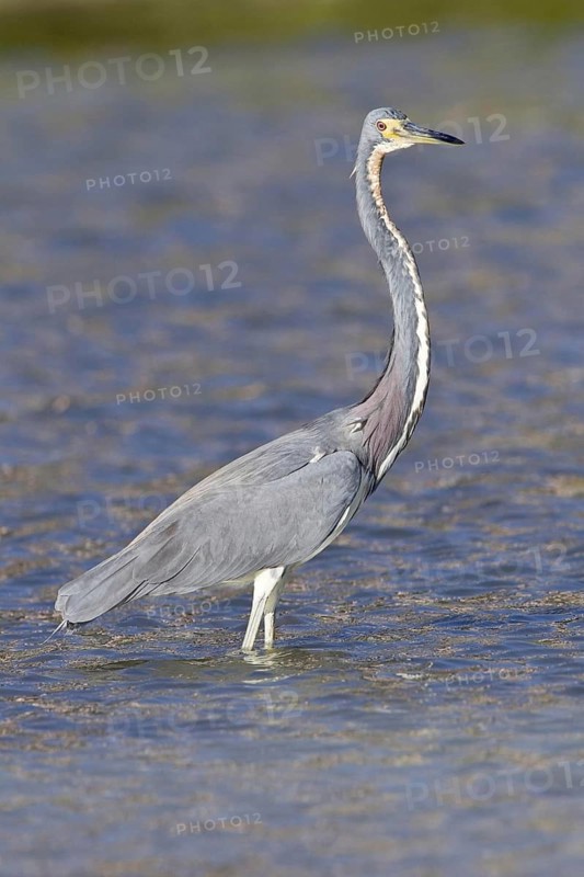 Tricolored heron