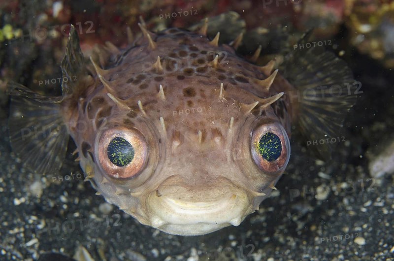 Orbicular Burrfish