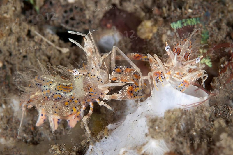 Phyllognathia ceratophthalma
