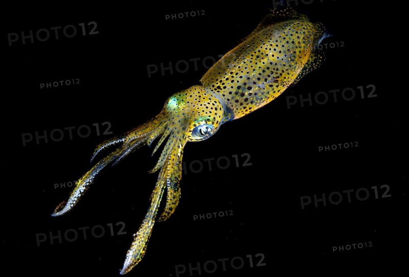 Bigfin reef squid