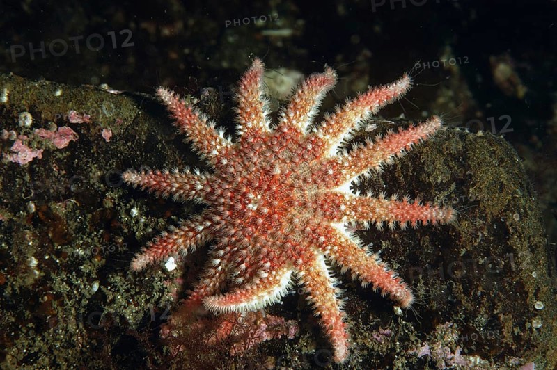 Common common sunstar