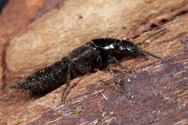 Rove Beetle