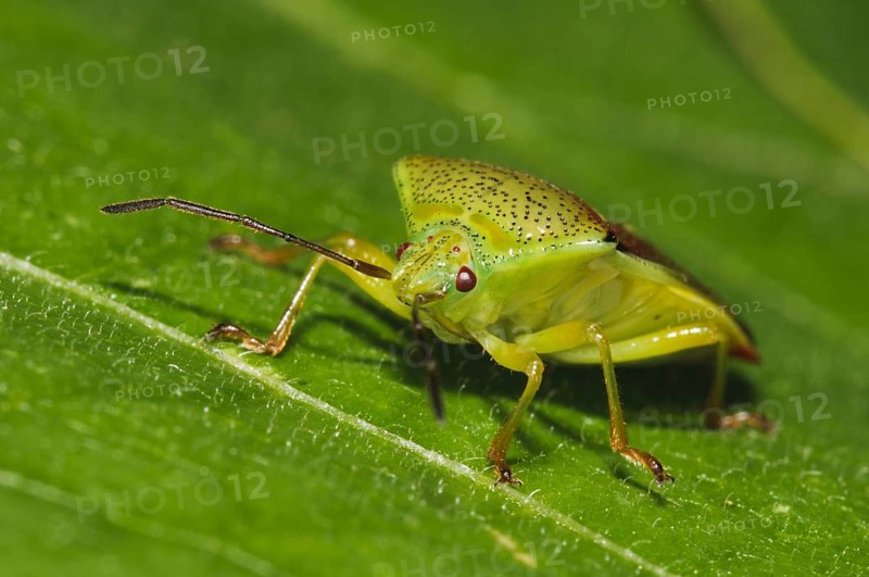 Variegated Leaf bow