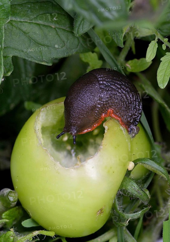 Red Slug