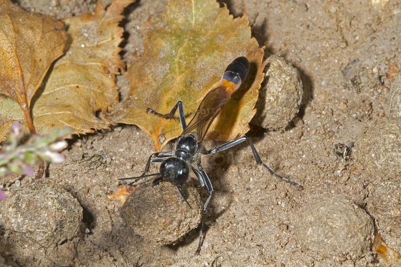 Common Sand Wasp