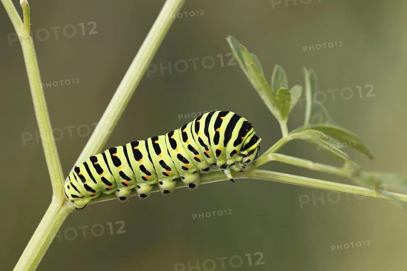 Swallowtail