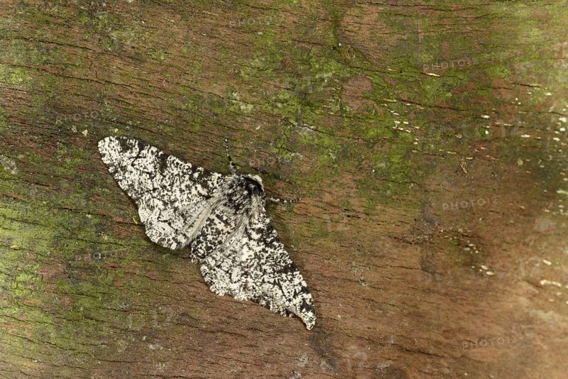 Peppered Moth
