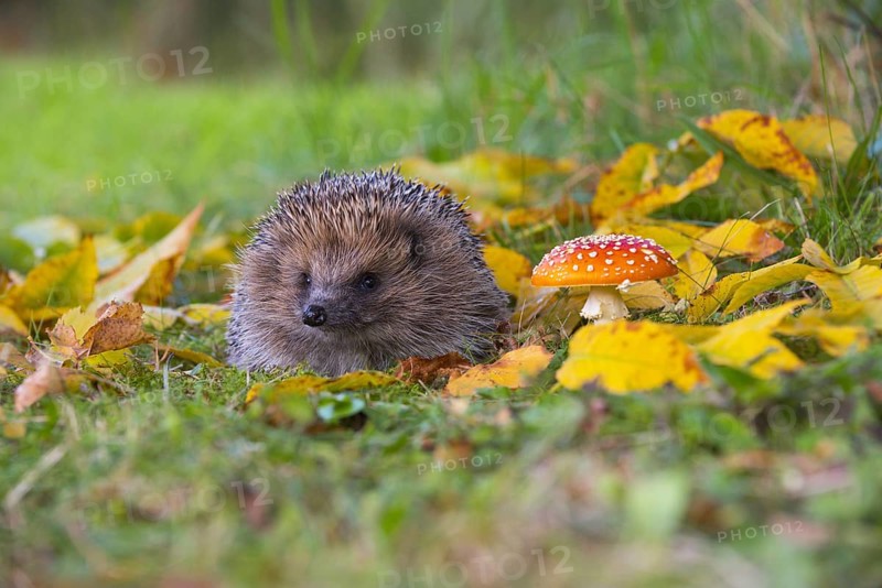 Adult European european hedgehog