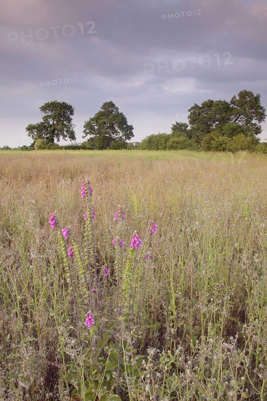 Common Foxglove