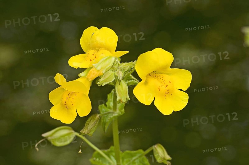 Spotted jelly flower