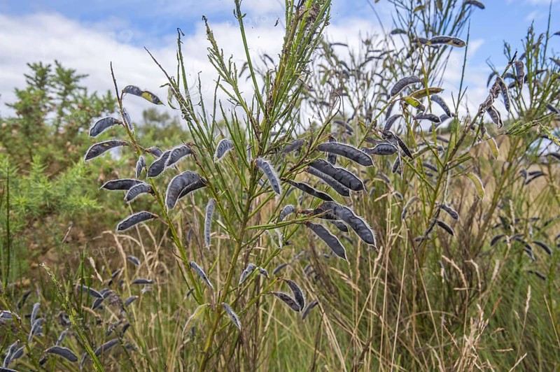 Common common broom