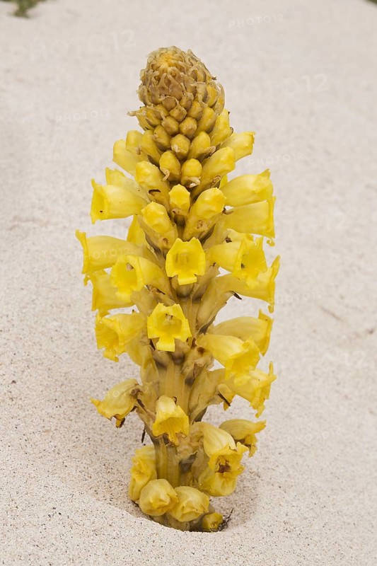 Yellow Broomrape